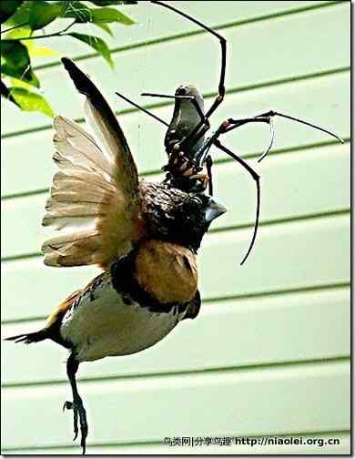 巨型蜘蛛吃鸟