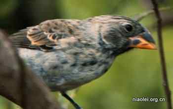 直接观察进化 达尔文雀的融合
