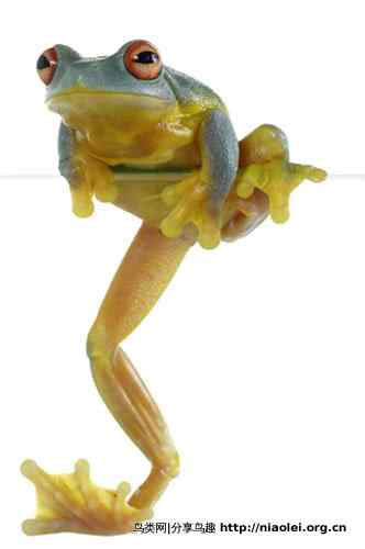 美国50州的州徽、州花、州树、州鸟(上)