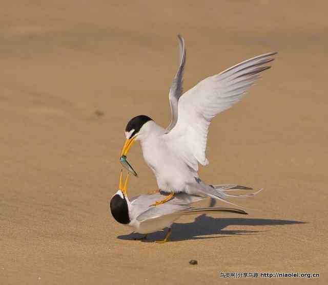 恩爱的白额燕鸥