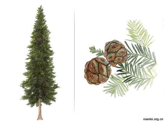 美国50州的州徽、州花、州树、州鸟(上)