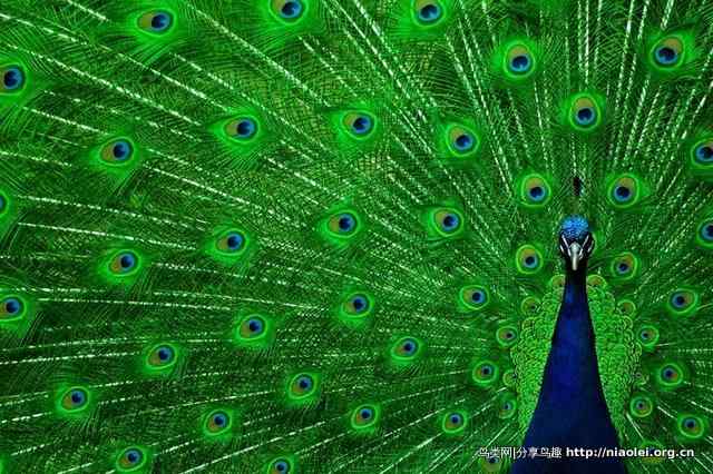 五彩缤纷的鸟类——绿油油