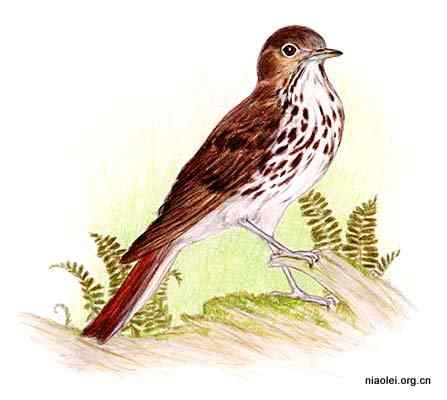 美国50州的州徽、州花、州树、州鸟(下) 美国50州的州徽、州花、州树、州鸟(下)