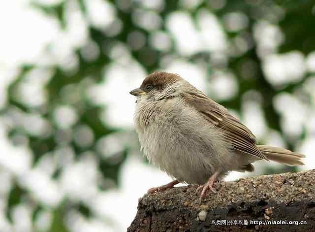 秋天里的小麻雀
