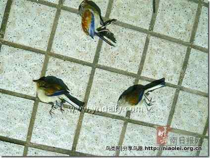 红嘴相思鸟:玻璃幕墙没标志,我们集体撞过去