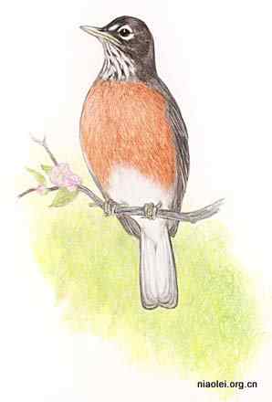 美国50州的州徽、州花、州树、州鸟(下)