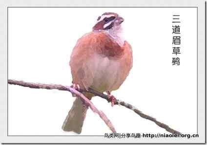 家庭笼养鸟类图鉴之雀科鸟