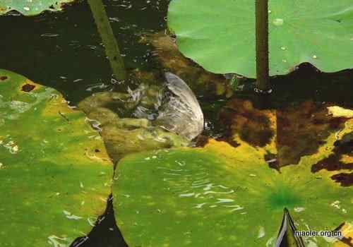 牛蛙吞吃麻雀 物种入侵可不是闹着玩的