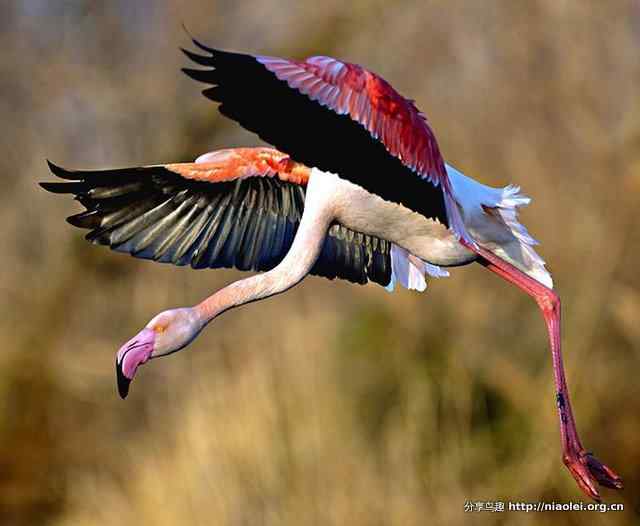 火烈鸟图片大全