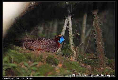 角先生——红腹角雉