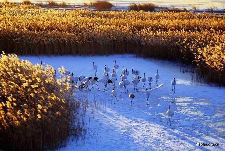 中国著名丹顶鹤摄影家沈立华遗作 中国著名丹顶鹤摄影家沈立华遗作