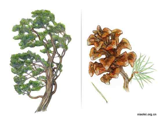 美国50州的州徽、州花、州树、州鸟(下)