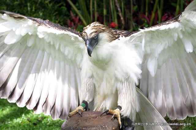 狮子头型的大鸟－－菲律宾国鸟食猿雕