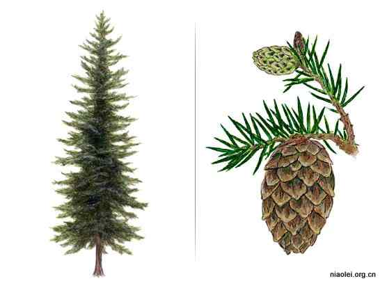 美国50州的州徽、州花、州树、州鸟(上)