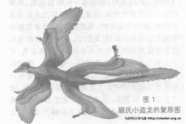 鸟类起源之争:恐龙起源说