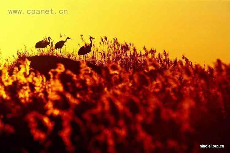 中国著名丹顶鹤摄影家沈立华遗作 中国著名丹顶鹤摄影家沈立华遗作