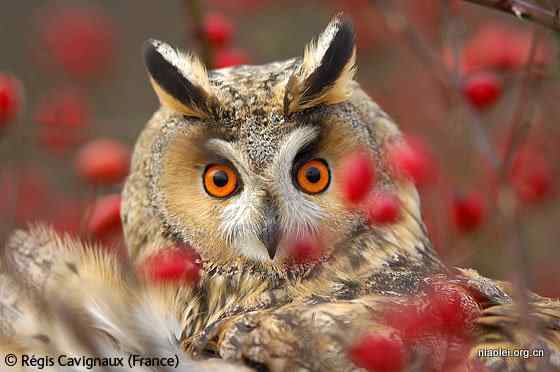 鸟的脖子为什么不能连续转动?