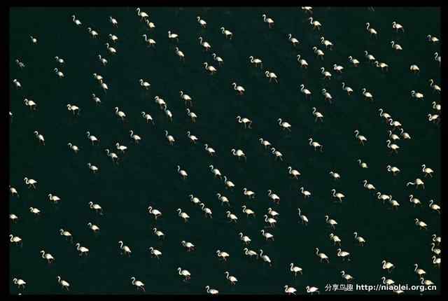 火烈鸟图片大全