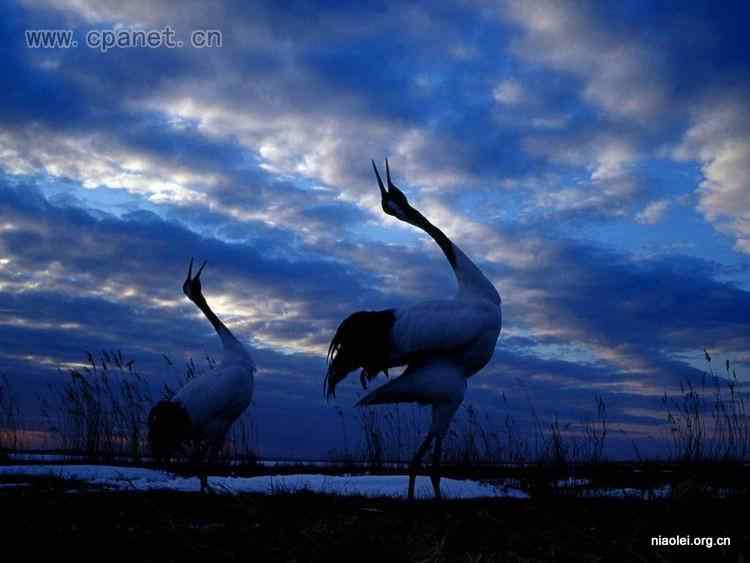 中国著名丹顶鹤摄影家沈立华遗作 中国著名丹顶鹤摄影家沈立华遗作