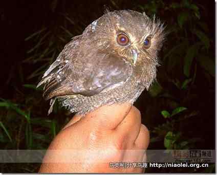 拳头大的猫头鹰长须鸮：世界最小