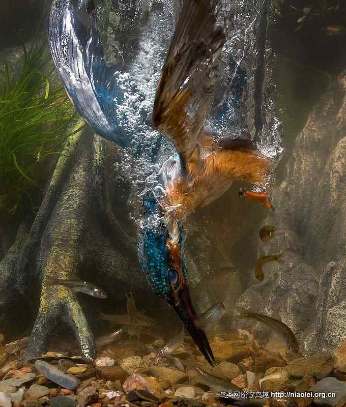 最清晰的翠鸟捕鱼瞬间