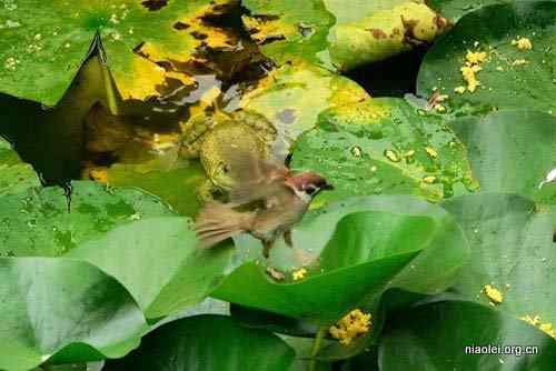牛蛙吞吃麻雀 物种入侵可不是闹着玩的