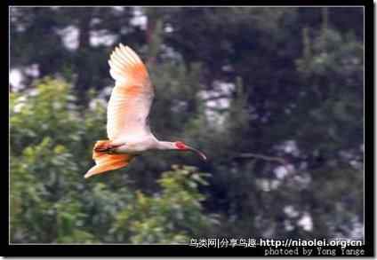 飞起来的朱鹮