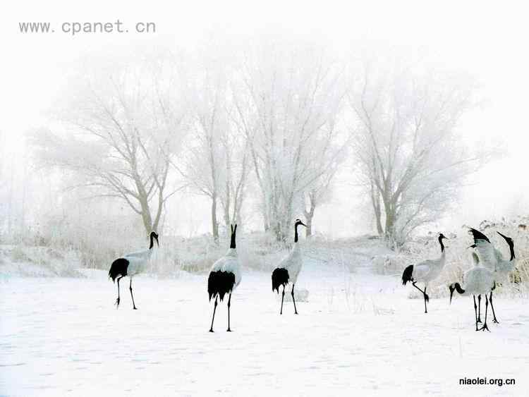 中国著名丹顶鹤摄影家沈立华遗作 中国著名丹顶鹤摄影家沈立华遗作
