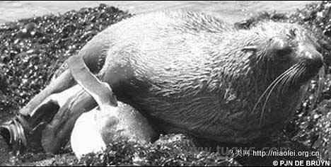 匪夷所思 海豹强奸帝企鹅