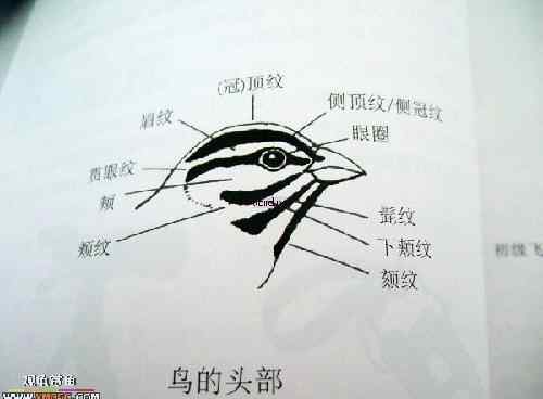 邮票上的国鸟、州鸟