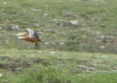 鸟友来信: 白头硬尾鸭?