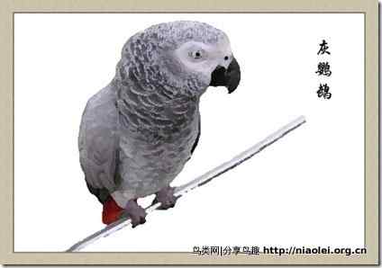 笼养鸟：鹦鹉类