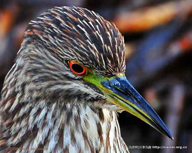 高清晰小夜鹭头部摄影