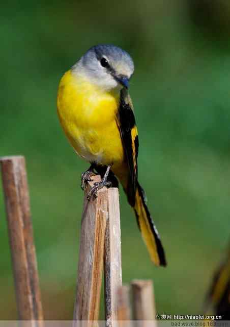 五彩缤纷的山椒鸟