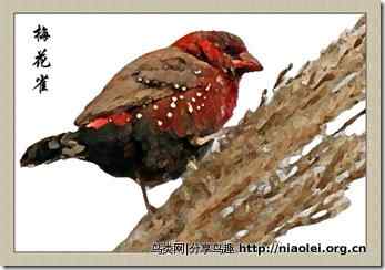 笼养鸟：文鸟类