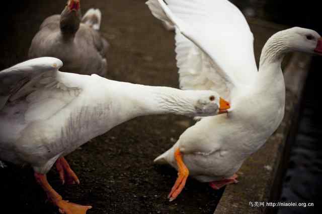 鸟打架 鸟打架
