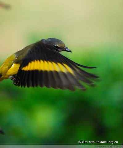 五彩缤纷的山椒鸟