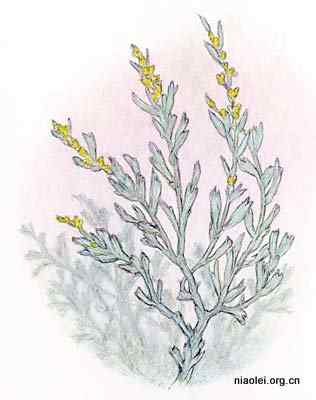 美国50州的州徽、州花、州树、州鸟(下)