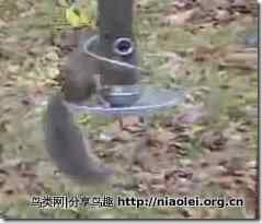 松鼠晕鸟食盆
