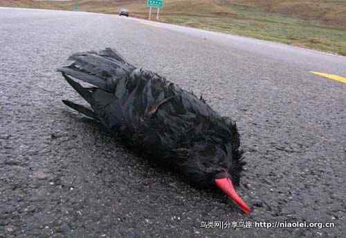 中国公路致死野生动物数量惊人