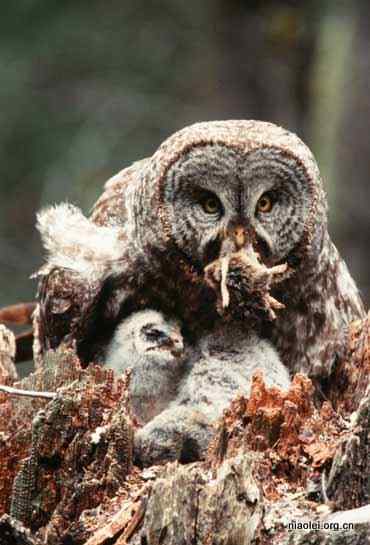 [组图]乌林鸮 Great Grey Owl 大灰猫头鹰