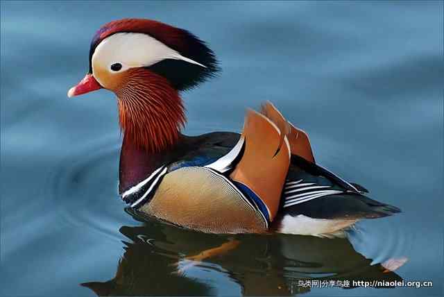 鸳鸯、蜂鸟特写