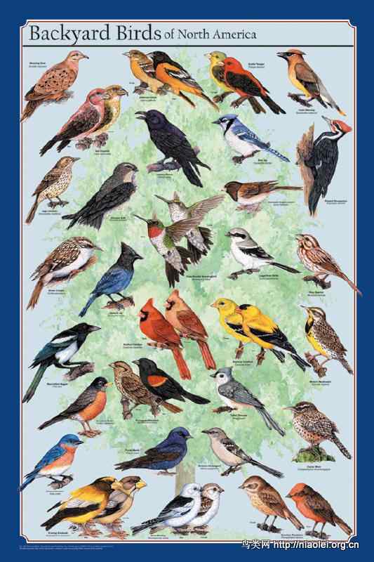彩色鸟类图谱欣赏