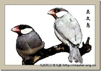 笼养鸟：文鸟类