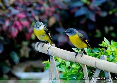 五彩缤纷的山椒鸟