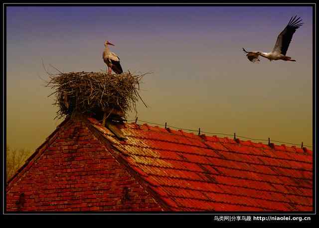 送子鸟白鹳 高台筑爱巢