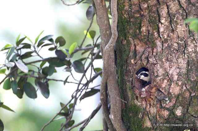 世界上最小的猛禽 白腿小隼
