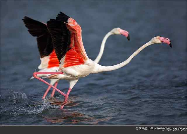 火烈鸟图片大全