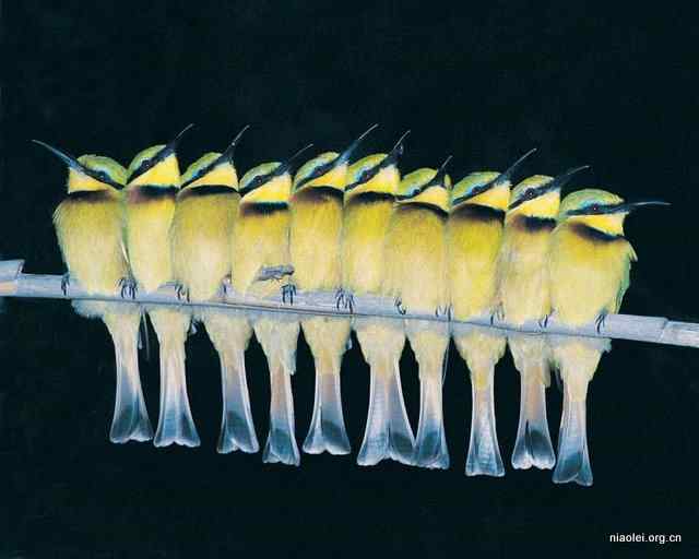 黄色食蜂鸟的队列艺术