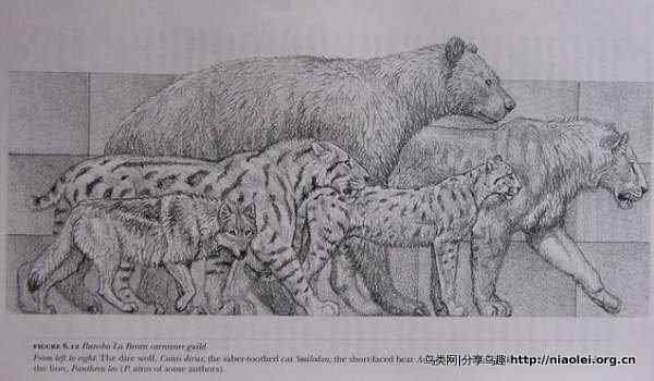 上古食肉巨兽身体比例图